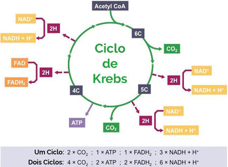 Ciclo de Krebs