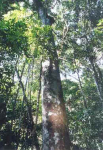 Copaíba