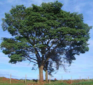 Copaíba