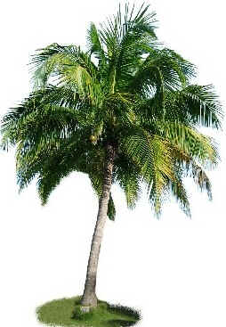 Coqueiro