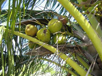 Coqueiro