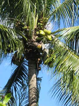 Coqueiro