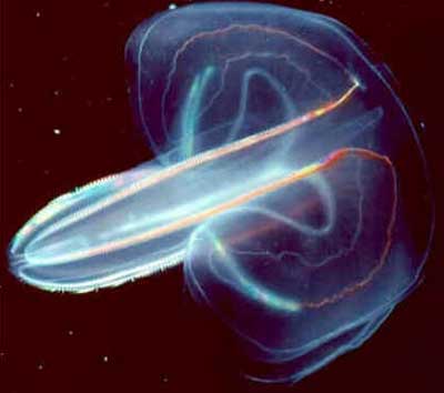 Ctenophora