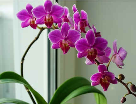 Cultivo de Orquídeas