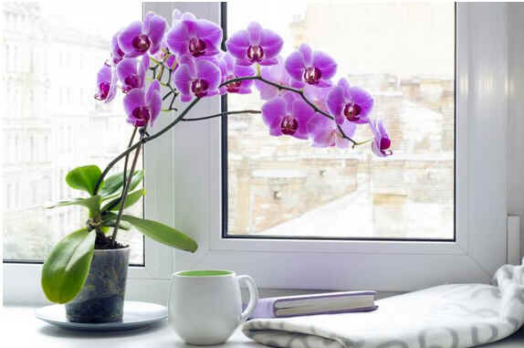 Cultivo de Orquídeas