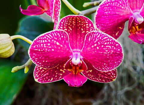 Cultivo de Orquídeas