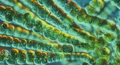 Cyanophyta