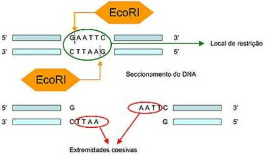 Enzimas de Restrição Enzimas de Restrição