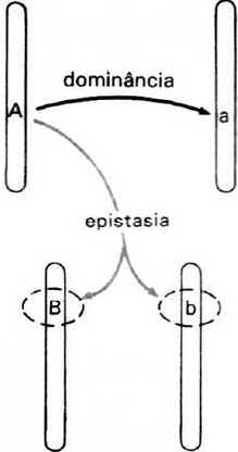 Epistasia Epistasia