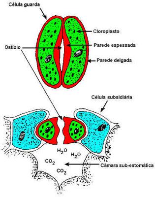 Estômatos