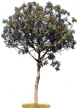 Embaúba