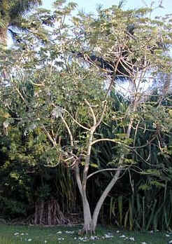 Embaúba Embaúba