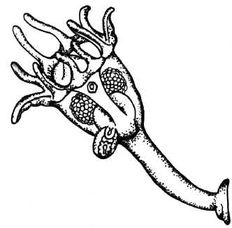 Entoprocta
