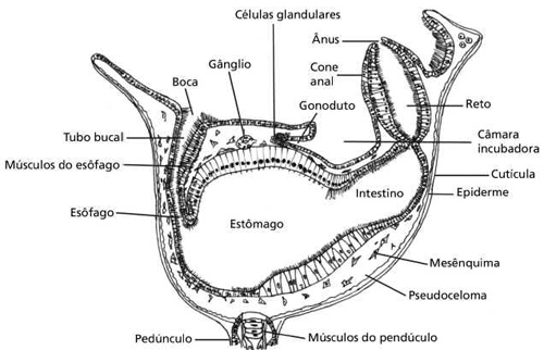 Entoprocta