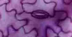 Epiderme Epiderme