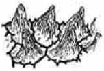 Epiderme Epiderme