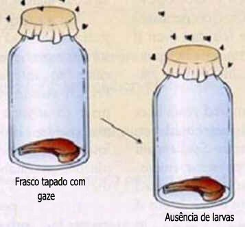 Experimentos de Redi