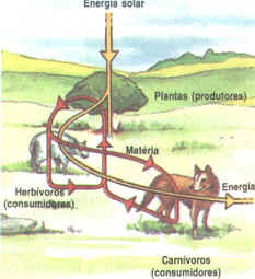 Fluxo de Energia