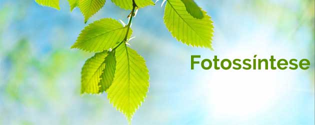 Fotossíntese