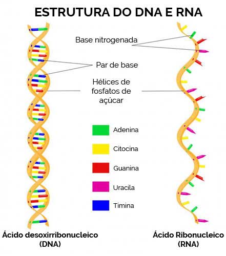 Genoma