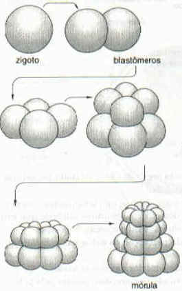 Gastrulação Gastrulação