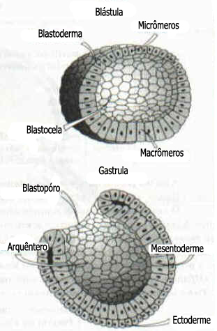 Gastrulação Gastrulação