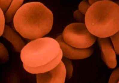Hematologia
