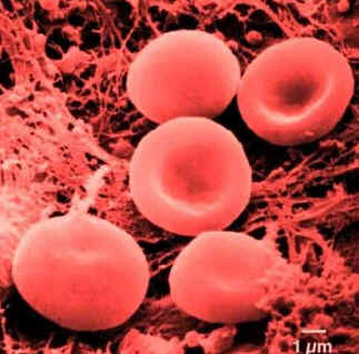 Hematologia