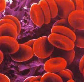 Hematologia
