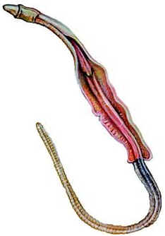 Hemichordata