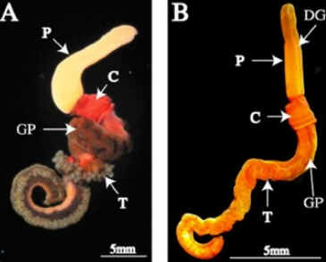 Hemichordata