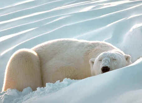 Hibernação Hibernação