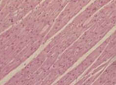 Histologia Animal