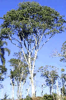 Ingazeiro Ingazeiro