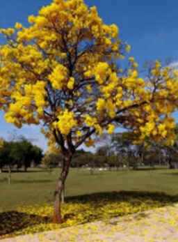 Ipê Amarelo Ipê Amarelo