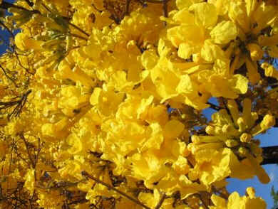 Ipê Amarelo Ipê Amarelo