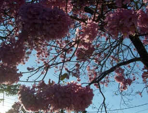 Ipê-Rosa Ipê-Rosa