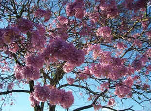 Ipê-Rosa Ipê-Rosa
