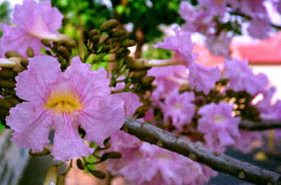 Ipê-Rosa Ipê-Rosa