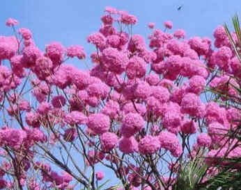 Ipê-Rosa Ipê-Rosa