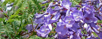 Jacarandá