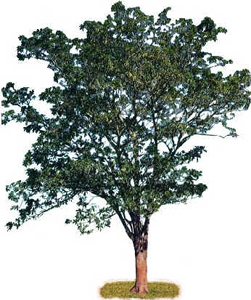 Jenipapeiro