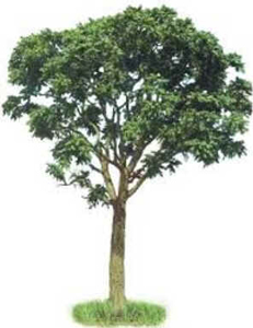 Jequitibá Jequitibá