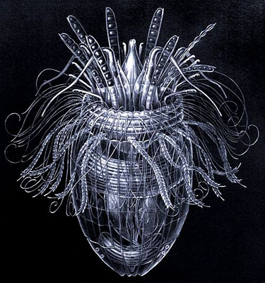 Loricefera