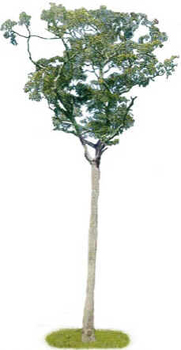 Maçaranduba