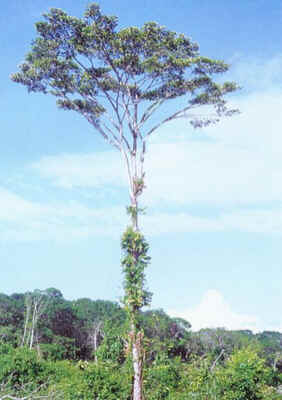 Maçaranduba