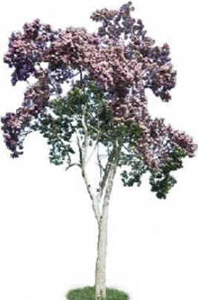 Manacá da Serra