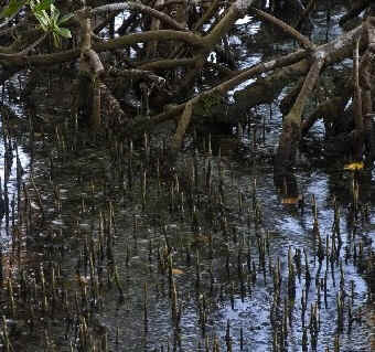 Mangue Preto