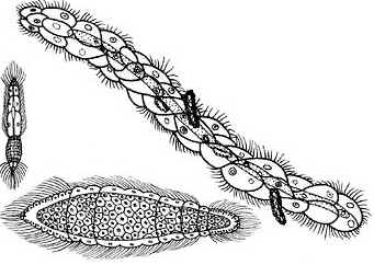 Mesozoa Mesozoa