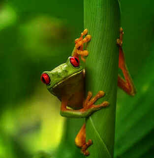 Macrofotografia